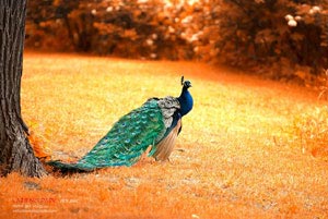 佛罗伦萨豪取胜利，终结连败