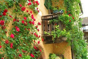 独行侠击败森林狼，唐斯孤军奋战！